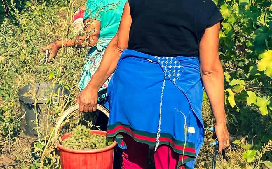 Shushan, Sareda, Nora during the harvest. Resident use large parts of the harvest, producing wine and vodka for personal use, but some of it is sold to wine producers. The main winery among Karabakh’s 15 producers, Kataro, was based in the village of Togh, in Hadrut region, which fell under the control of Azerbaijan in 2020. Shushan, Sareda, Nora during the harvest. Resident use large parts of the harvest, producing wine and vodka for personal use, but some of it is sold to wine producers. The main winery among Karabakh’s 15 producers, Kataro, was based in the village of Togh, in Hadrut region, which fell under the control of Azerbaijan in 2020.