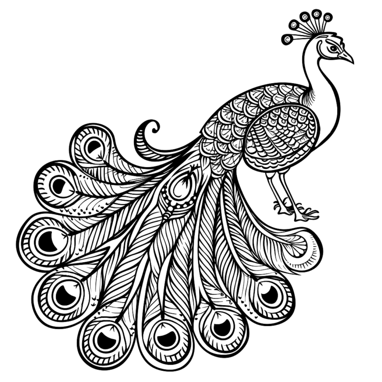 Pfau Malvorlage
